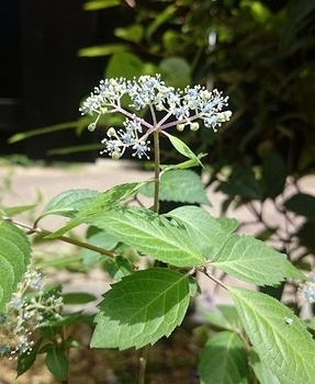 DSC_9393.jpg