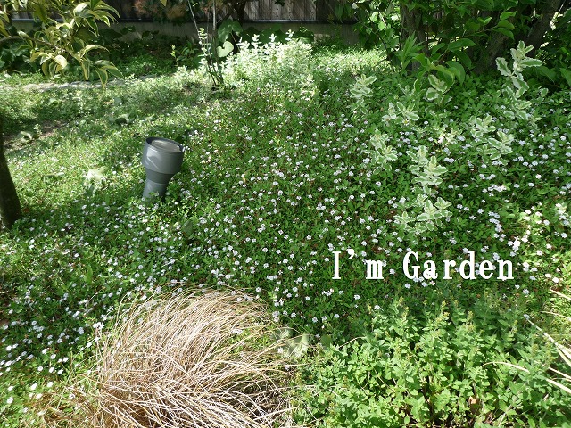 ヒメイワダレソウが広がるお庭 Im Garden Diary