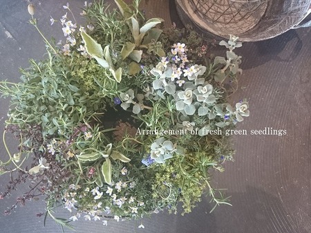 寄せ植え1.jpg