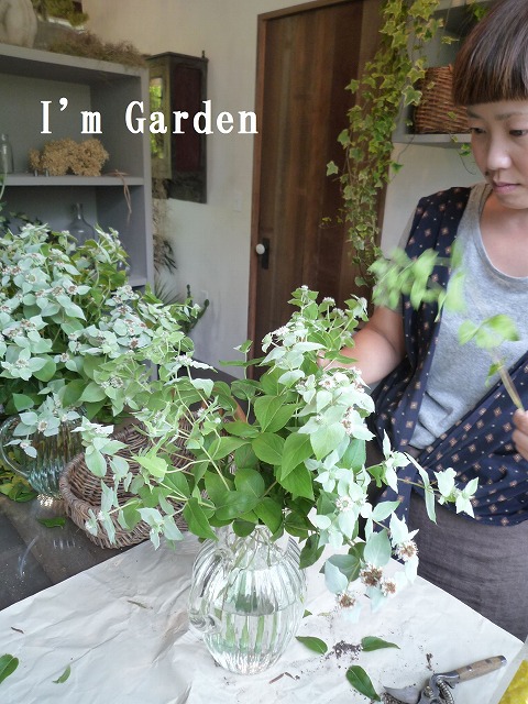広葉マウンテンミント Im Garden Diary