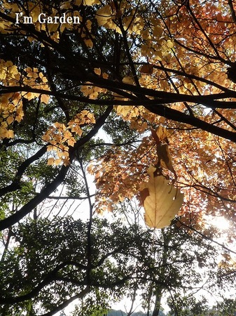 紅葉1.jpg