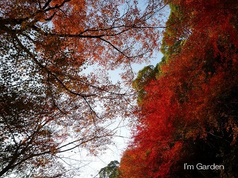 紅葉1.jpg