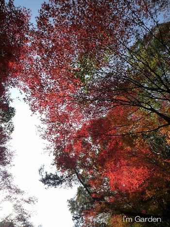 紅葉2.jpg