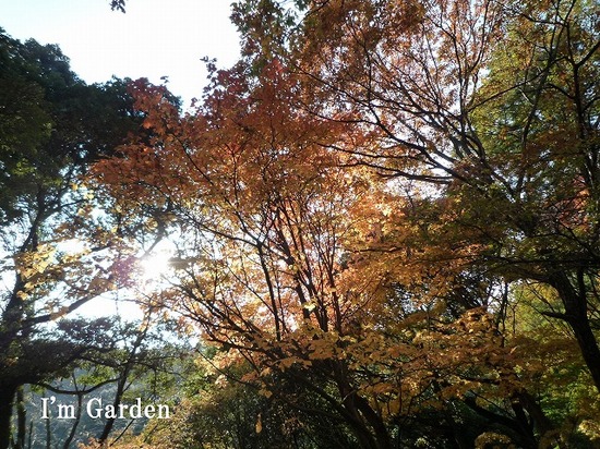 紅葉3.jpg