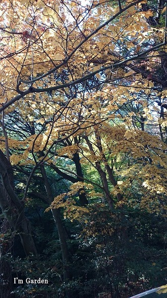 紅葉4.jpg