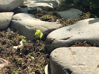 IMG_2279.jpg