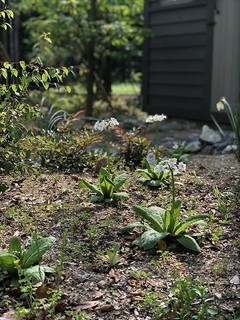 IMG_2385.jpg
